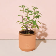 Modern Sprout Pet Tiny Terracotta Grow Kits Indoor Garden Kit Wheat Curious Catnip,Good Dog Greens