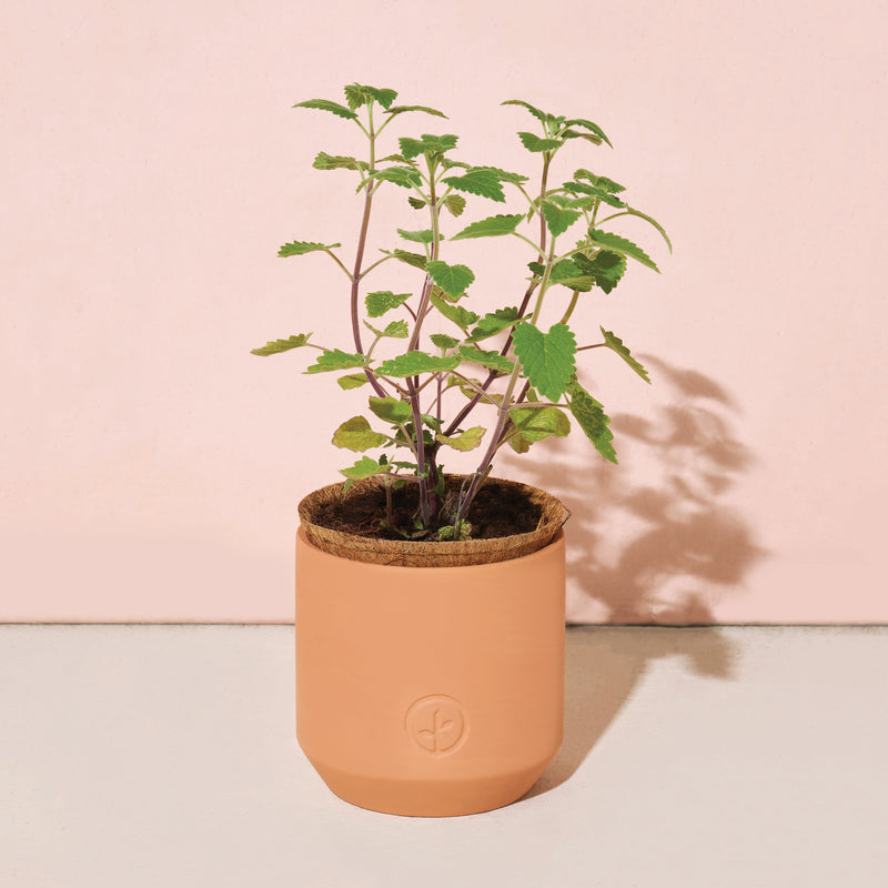 Modern Sprout Pet Tiny Terracotta Grow Kits Indoor Garden Kit Wheat Curious Catnip,Good Dog Greens