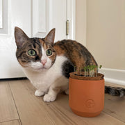Modern Sprout Pet Tiny Terracotta Grow Kits Indoor Garden Kit Rosy Brown Curious Catnip,Good Dog Greens