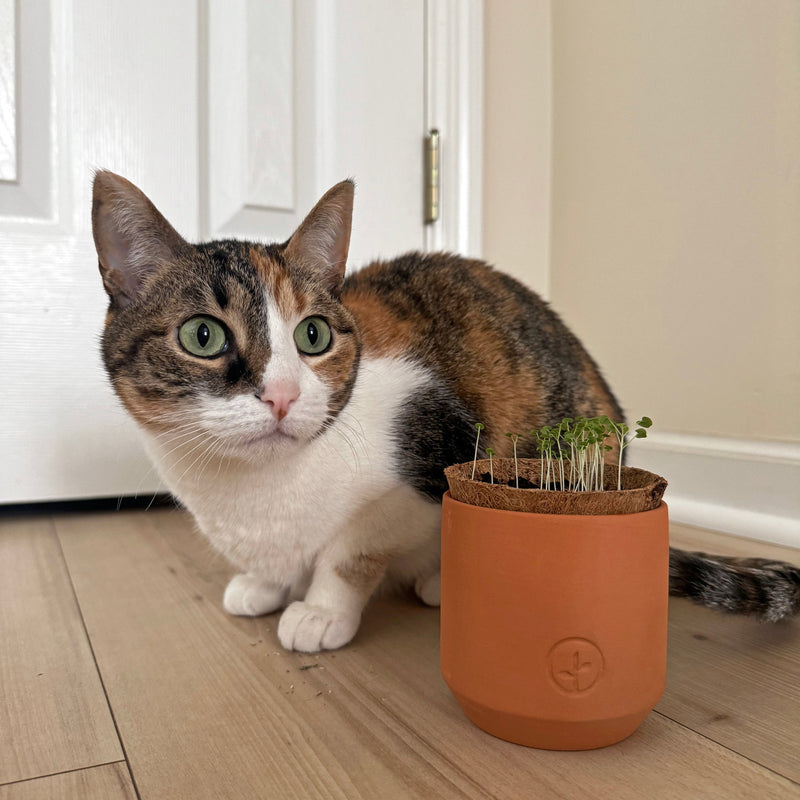 Modern Sprout Pet Tiny Terracotta Grow Kits Indoor Garden Kit Rosy Brown Curious Catnip,Good Dog Greens