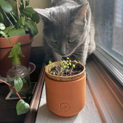 Modern Sprout Pet Tiny Terracotta Grow Kits Indoor Garden Kit Dim Gray Curious Catnip,Good Dog Greens