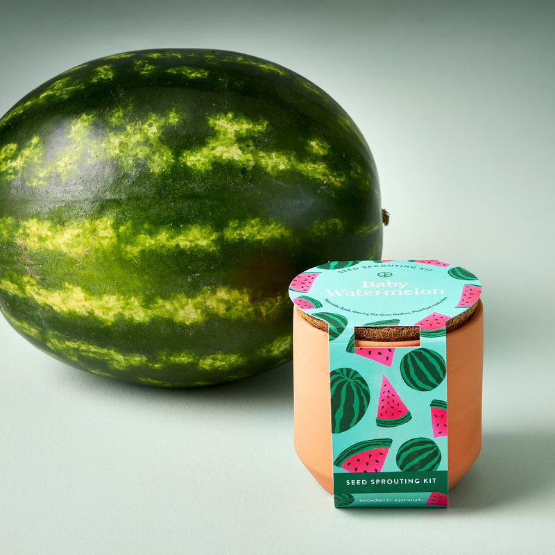Modern Sprout Tiny Terracotta Garden Kits Indoor Garden Kit Gray Baby Watermelon,Cherry Tomato,Sweet Yellow Pepper