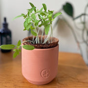 Modern Sprout Tiny Terracotta Garden Kits Indoor Garden Kit Rosy Brown Baby Watermelon,Cherry Tomato,Sweet Yellow Pepper