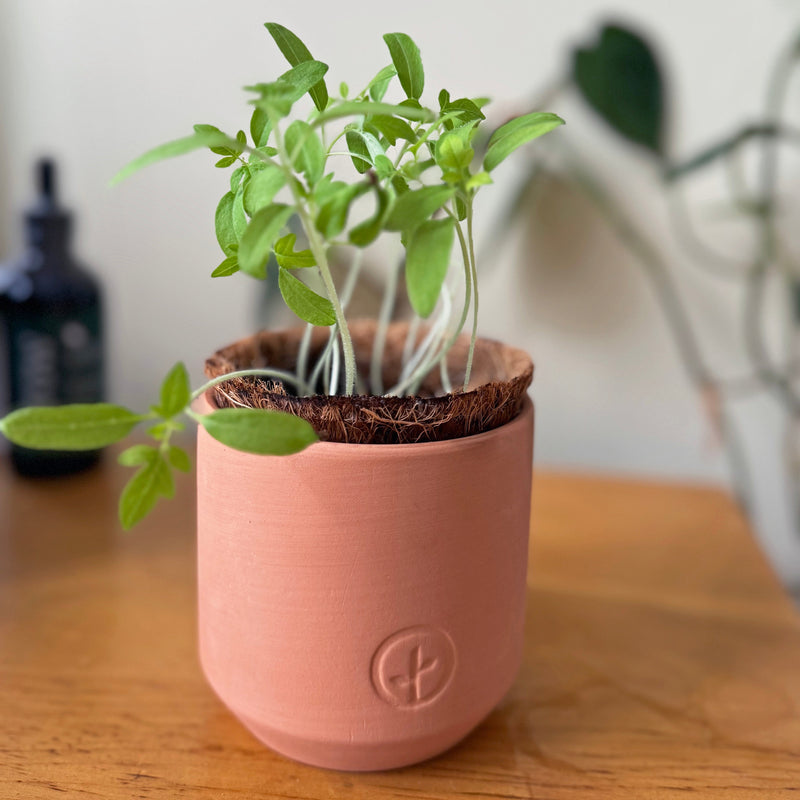 Modern Sprout Tiny Terracotta Garden Kits Indoor Garden Kit Rosy Brown Baby Watermelon,Cherry Tomato,Sweet Yellow Pepper