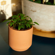 Modern Sprout Tiny Terracotta Garden Kits Indoor Garden Kit Black Baby Watermelon,Cherry Tomato,Sweet Yellow Pepper