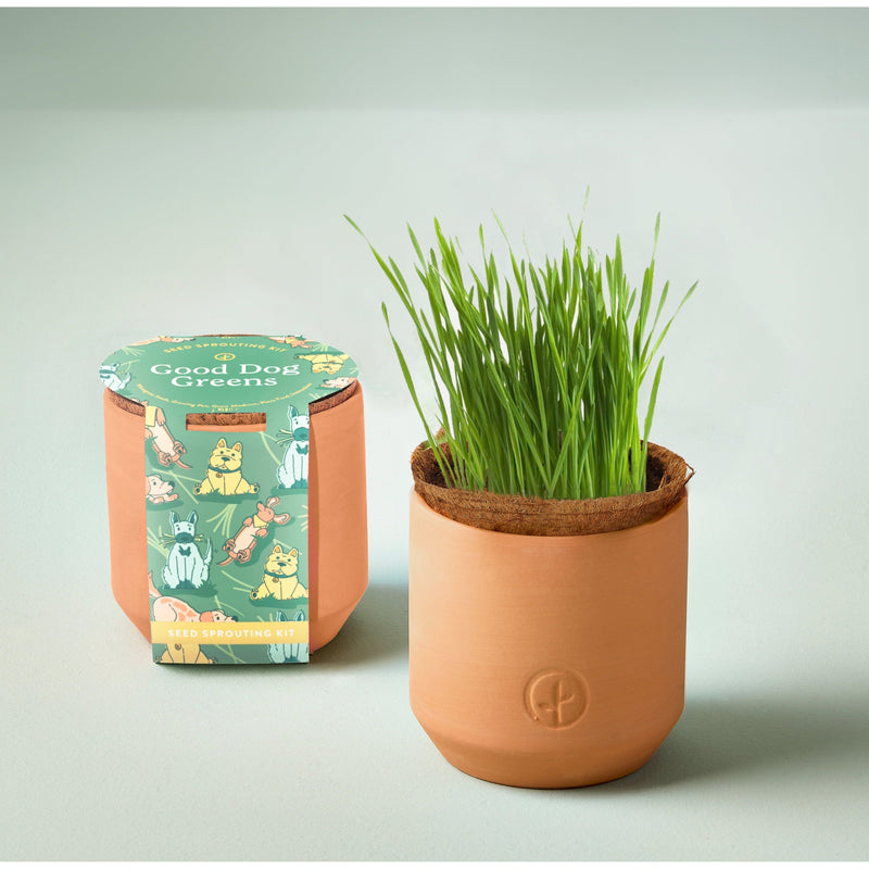 Modern Sprout Pet Tiny Terracotta Grow Kits Indoor Garden Kit Light Gray Good Dog Greens