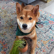 Modern Sprout Pet Tiny Terracotta Grow Kits Indoor Garden Kit Dim Gray Curious Catnip,Good Dog Greens