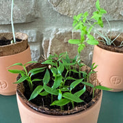 Modern Sprout Tiny Terracotta Garden Kits Indoor Garden Kit Slate Gray Baby Watermelon,Cherry Tomato,Sweet Yellow Pepper
