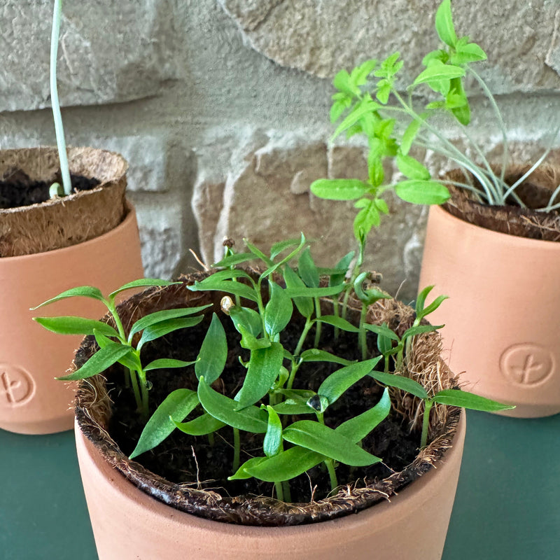 Modern Sprout Tiny Terracotta Garden Kits Indoor Garden Kit Slate Gray Baby Watermelon,Cherry Tomato,Sweet Yellow Pepper