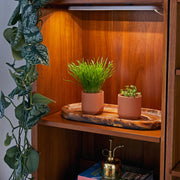 Modern Sprout Pet Tiny Terracotta Grow Kits Indoor Garden Kit Dark Slate Gray Curious Catnip,Good Dog Greens