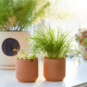 Modern Sprout Pet Tiny Terracotta Grow Kits Indoor Garden Kit Light Gray Curious Catnip,Good Dog Greens