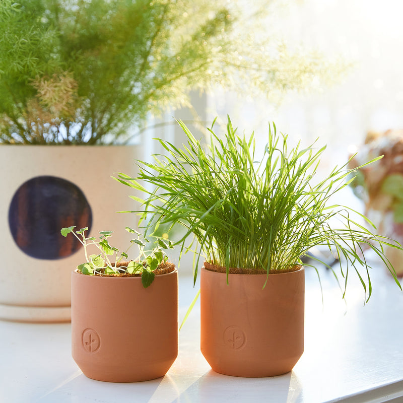 Modern Sprout Pet Tiny Terracotta Grow Kits Indoor Garden Kit Light Gray Curious Catnip,Good Dog Greens
