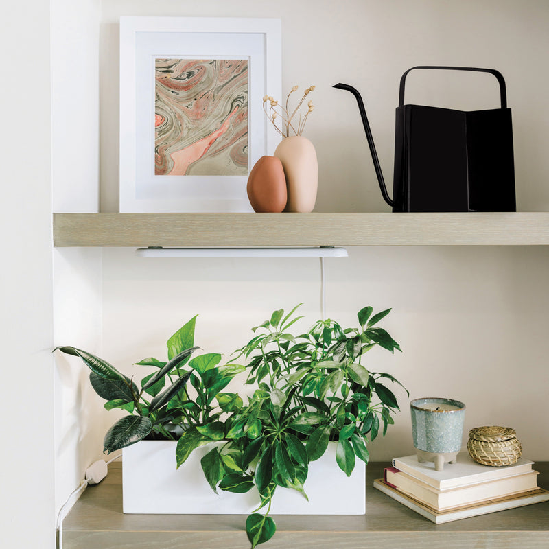 Modern Sprout Watering Cans Accessory Light Gray Brass,Evergreen,Matte Black