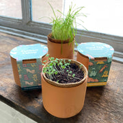Modern Sprout Pet Tiny Terracotta Grow Kits Indoor Garden Kit Dim Gray Curious Catnip,Good Dog Greens