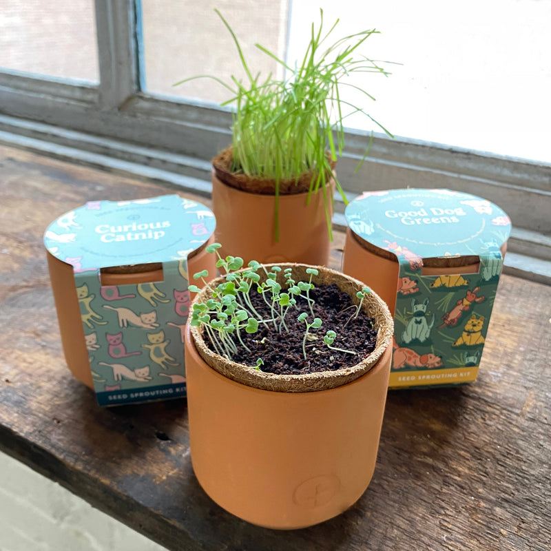 Modern Sprout Pet Tiny Terracotta Grow Kits Indoor Garden Kit Dim Gray Curious Catnip,Good Dog Greens