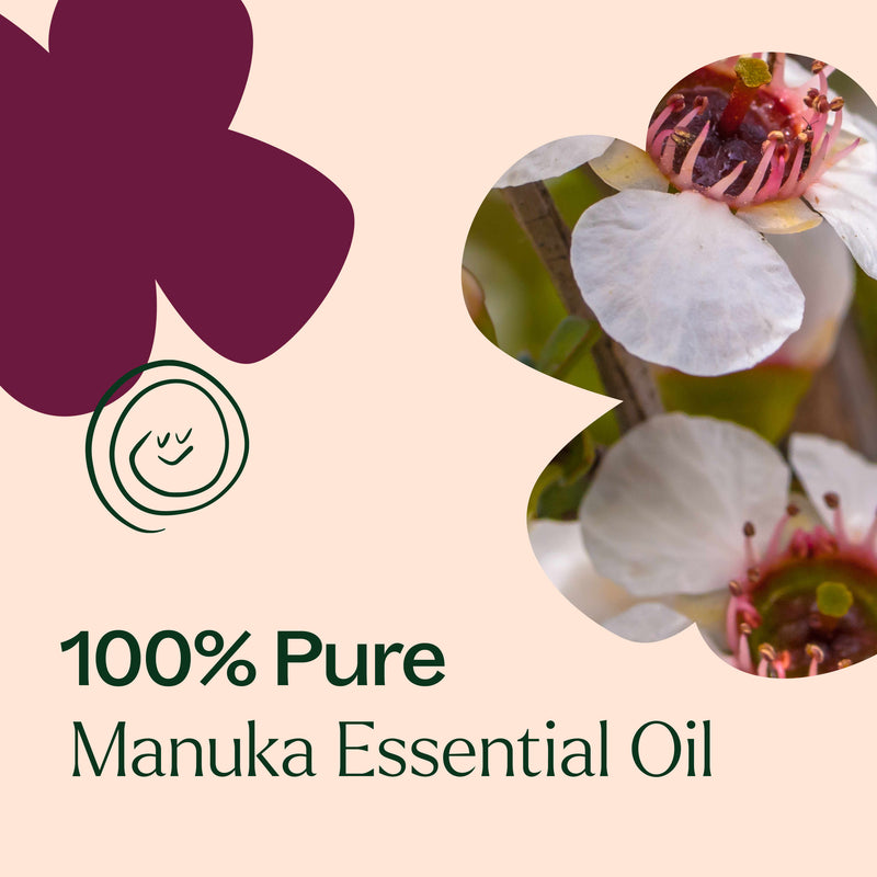 Plant Therapy Manuka Essential Oil Essential Oil Antique White 10 mL,5 mL