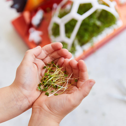 Modern Sprout Microgreens Pop-Up Kit Playful Planting Light Gray Out of this World,Pollinator Habitat