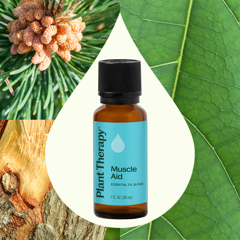 Plant Therapy Muscle Aid Essential Oil Blend Essential Oil Seashell 10 mL,30 mL
