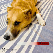 Warren London Glass Nail File for Dogs Spa Product Dark Gray