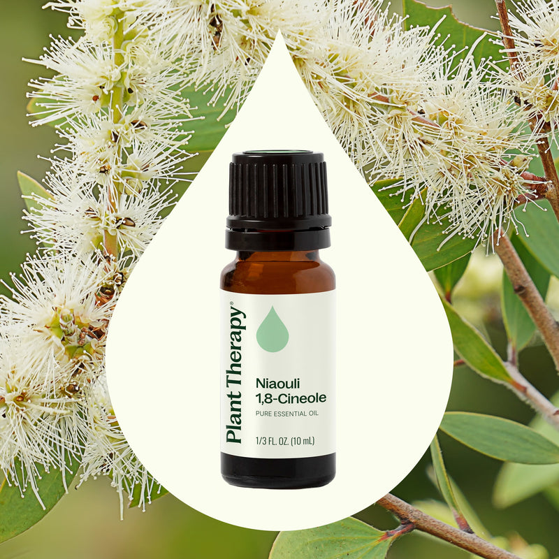 Plant Therapy Niaouli 1,8-Cineole Essential Oil Essential Oil Seashell 10 mL,30 mL