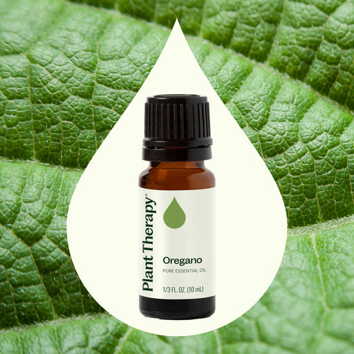 Plant Therapy Oregano Essential Oil Essential Oil Seashell 10 mL,30 mL