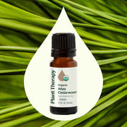 Plant Therapy Organic Atlas Cedarwood Essential Oil Essential Oil Seashell 10 mL,30 mL