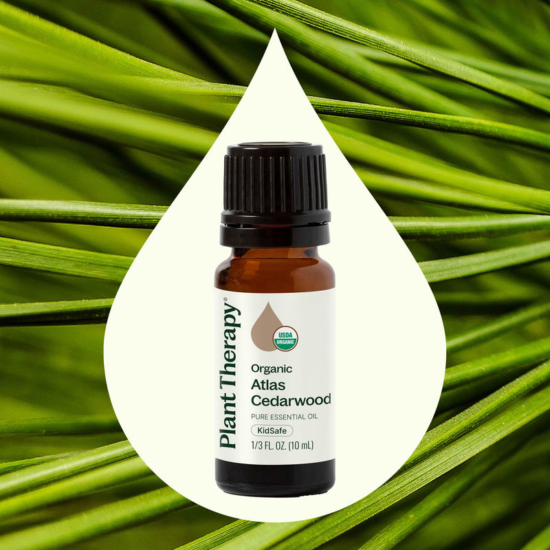 Plant Therapy Organic Atlas Cedarwood Essential Oil Essential Oil Seashell 10 mL,30 mL