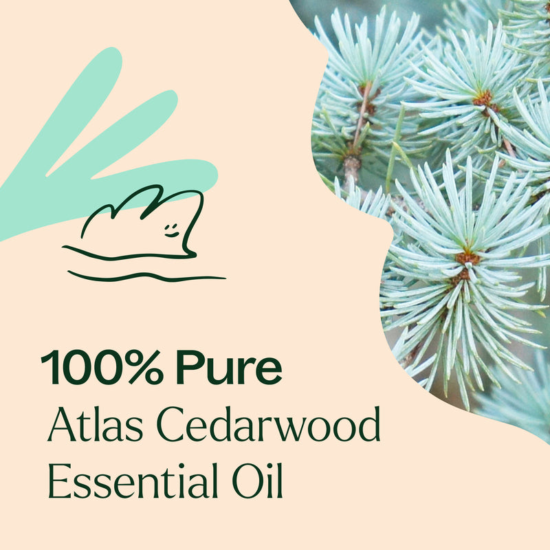 Plant Therapy Organic Atlas Cedarwood Essential Oil Essential Oil Antique White 10 mL,30 mL