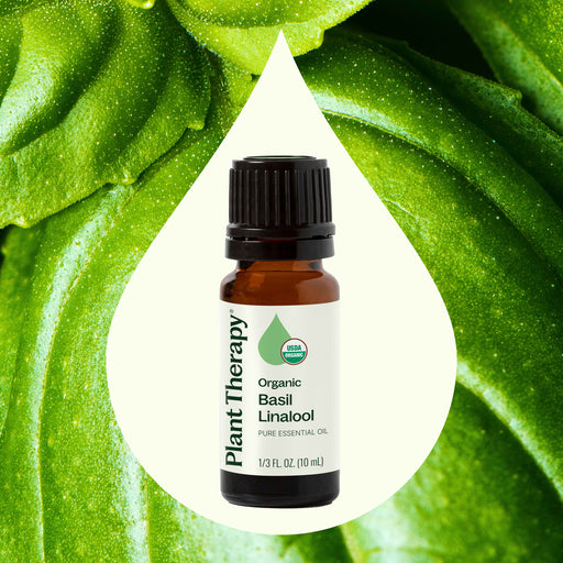 Plant Therapy Organic Basil Linalool Essential Oil Essential Oil Seashell 10 mL