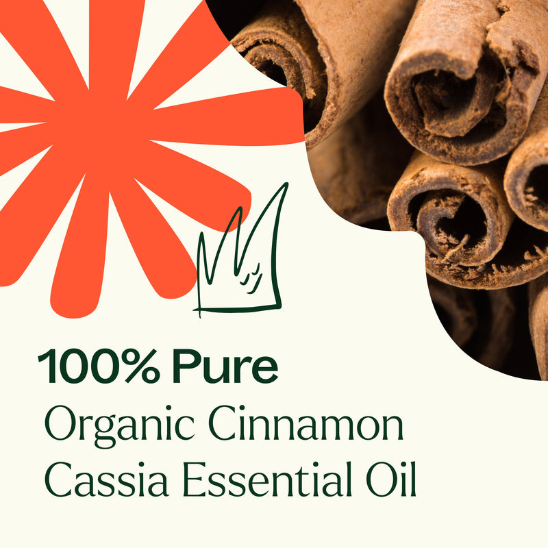 Plant Therapy Organic Cinnamon Cassia Essential Oil Essential Oil Seashell 10 mL
