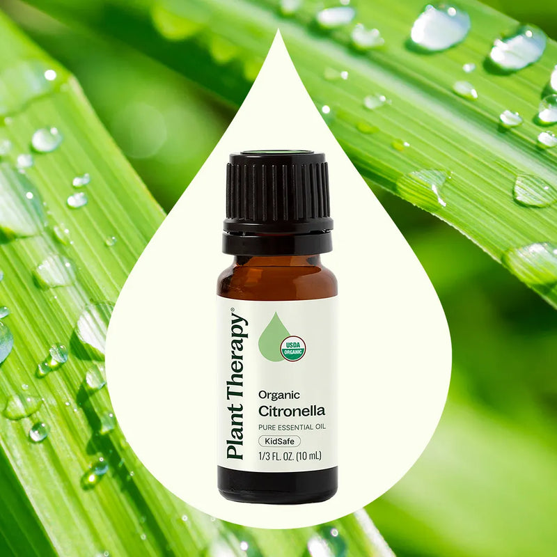 Plant Therapy Organic Citronella Essential Oil Essential Oil Seashell 10 mL,30 mL