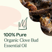 Plant Therapy Organic Clove Bud Essential Oil Essential Oil Seashell 10 mL,30 mL