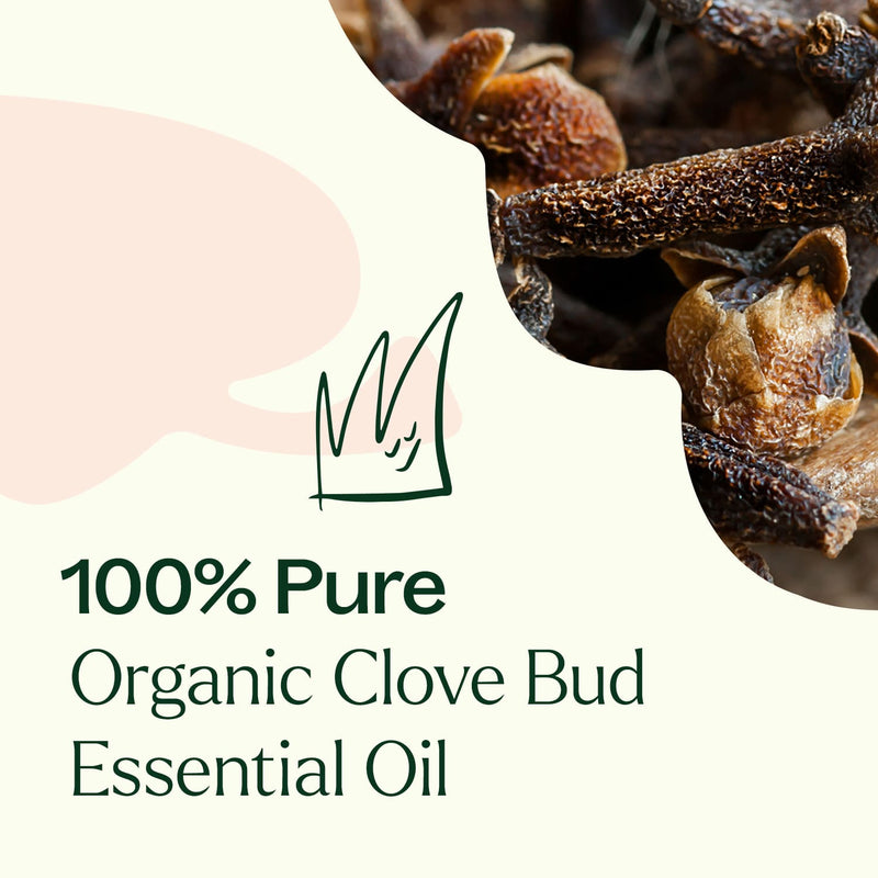 Plant Therapy Organic Clove Bud Essential Oil Essential Oil Seashell 10 mL,30 mL
