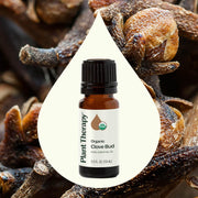 Plant Therapy Organic Clove Bud Essential Oil Essential Oil Seashell 10 mL,30 mL