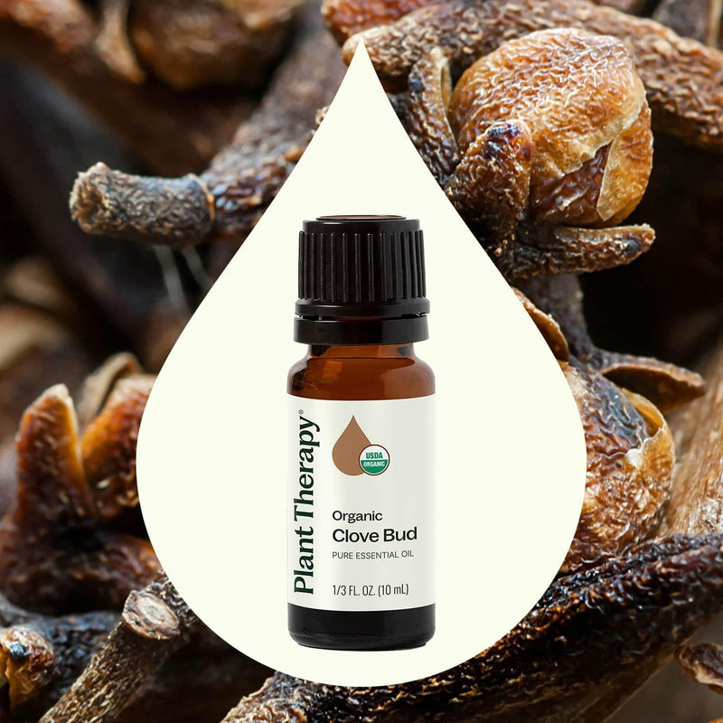Plant Therapy Organic Clove Bud Essential Oil Essential Oil Seashell 10 mL,30 mL