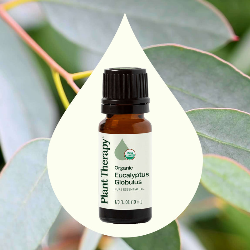 Plant Therapy Organic Eucalyptus Globulus Essential Oil Essential Oil White Smoke 10 mL,30 mL,100 mL