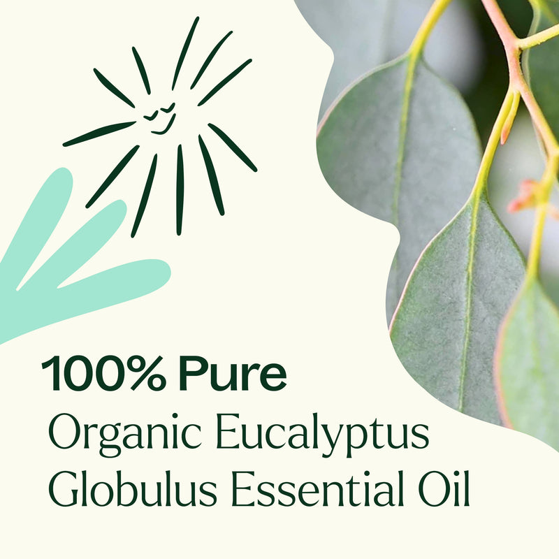 Plant Therapy Organic Eucalyptus Globulus Essential Oil Essential Oil White Smoke 10 mL,30 mL,100 mL