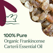 Plant Therapy Organic Frankincense Carterii Essential Oil Essential Oil Dark Slate Gray 10 mL,30 mL