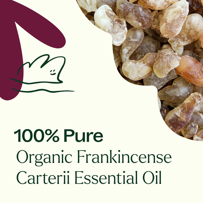 Plant Therapy Organic Frankincense Carterii Essential Oil Essential Oil Dark Slate Gray 10 mL,30 mL