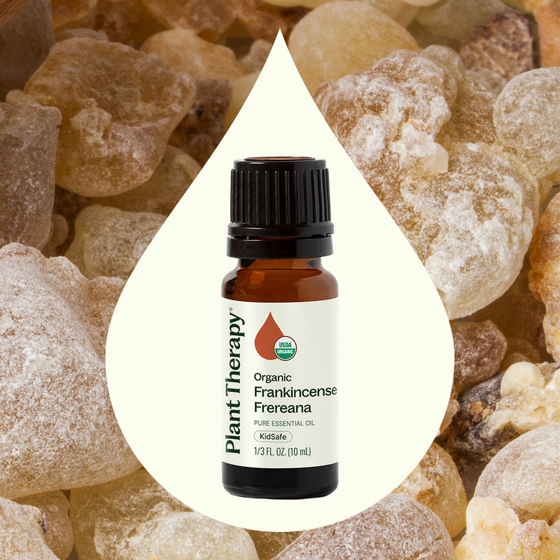 Plant Therapy Organic Frankincense Frereana Essential Oil Essential Oil Seashell 10 mL,30 mL