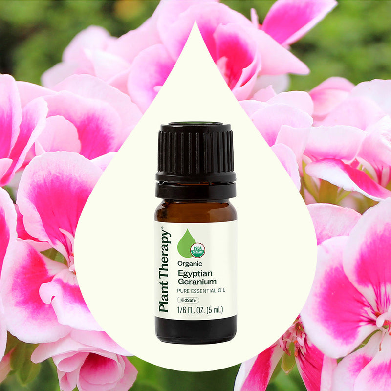 Plant Therapy Organic Egyptian Geranium Essential Oil Essential Oil Seashell 5 mL,10 mL