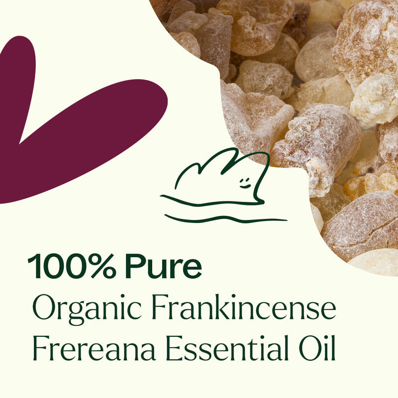 Plant Therapy Organic Frankincense Frereana Essential Oil Essential Oil Seashell 10 mL,30 mL