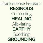 Plant Therapy Organic Frankincense Frereana Essential Oil Essential Oil Seashell 10 mL,30 mL