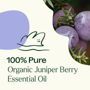 Plant Therapy Organic Juniper Berry Essential Oil Essential Oil Seashell 10 mL