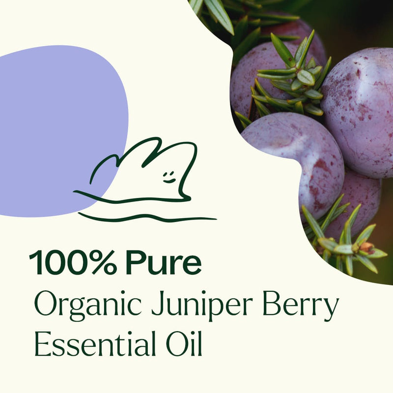 Plant Therapy Organic Juniper Berry Essential Oil Essential Oil Seashell 10 mL
