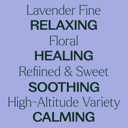 Plant Therapy Organic Lavender Fine Essential Oil Essential Oil Light Steel Blue 10 mL,30 mL