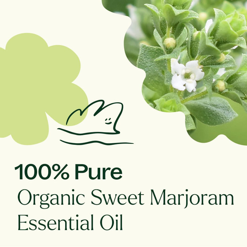 Plant Therapy Organic Sweet Marjoram Essential Oil Essential Oil Seashell 10 mL