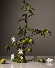 Homecourt Hand Wash Refill Refills Dim Gray Cece,Neroli Leaf,Steeped Rose,Mandarin Basile,Cipres Mint