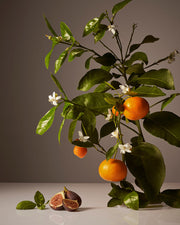Homecourt Surface Cleaner Surface Cleaner Dark Slate Gray Cece,Mandarin Basile,Neroli Leaf,Steeped Rose,Cipres Mint