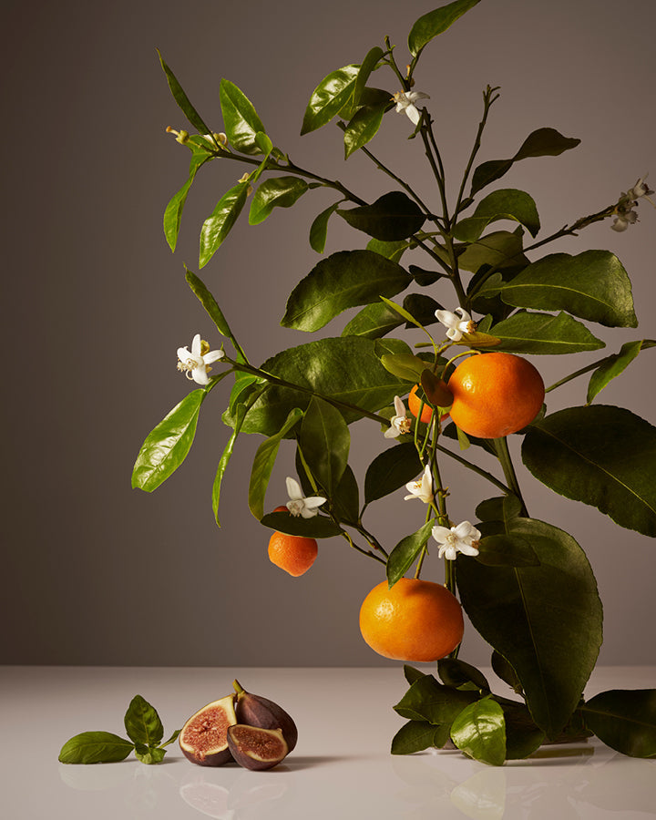 Homecourt Candle Candle Dark Slate Gray Cece,Neroli Leaf,Steeped Rose,Mandarin Basile,Cipres Mint,Cocomoi,Balsam Fireplace